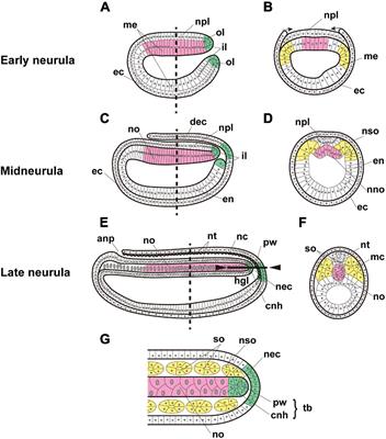A Preliminary Single-Cell RNA-Seq Analysis of Embryonic Cells That Express Brachyury in the Amphioxus, Branchiostoma japonicum